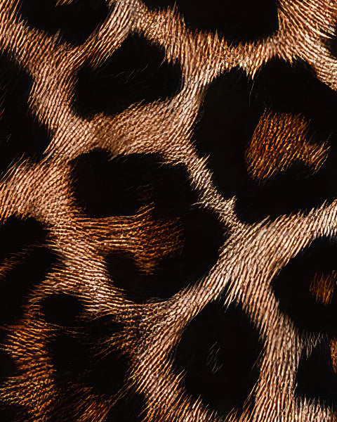 Animalic Notes