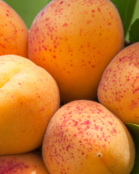 Apricot