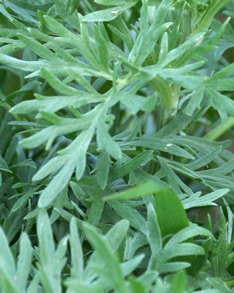 Artemisia