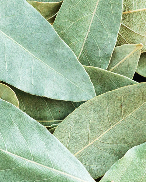 Bay Leaf