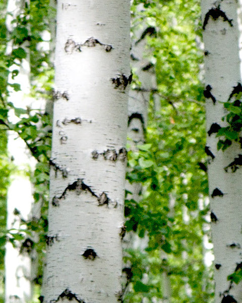 Birch