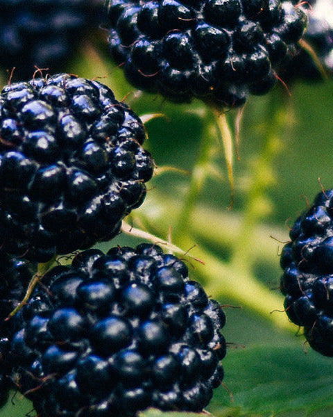 Blackberry