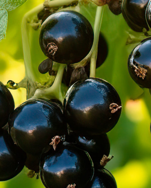 Blackcurrant
