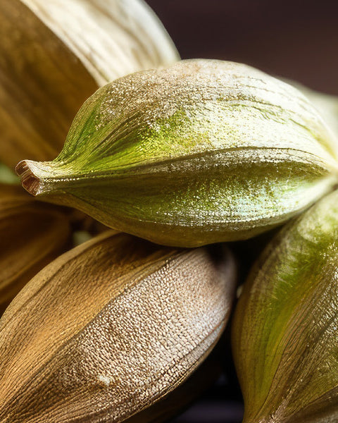 Cardamom