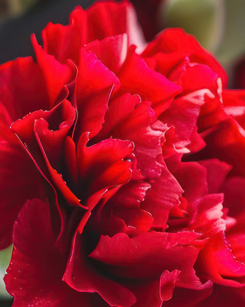 Carnation