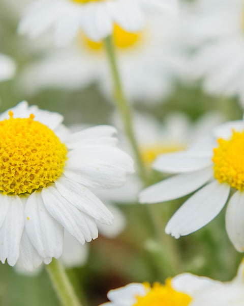 Chamomile