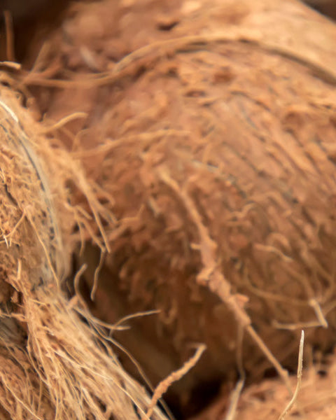 Coconut
