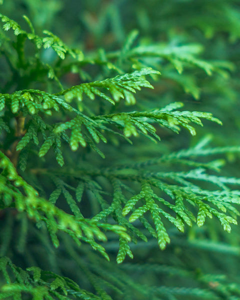 Cypress