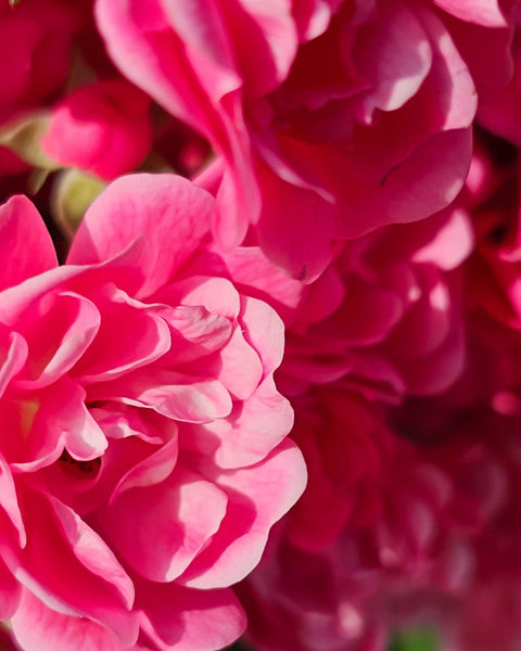 Damask Rose