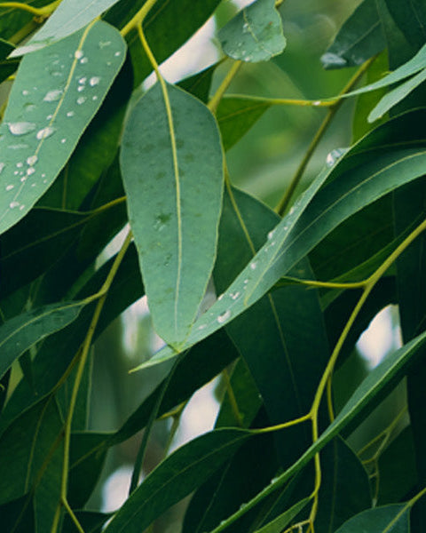 Eucalyptus