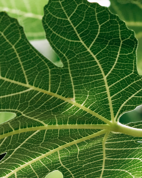 Fig Leaf