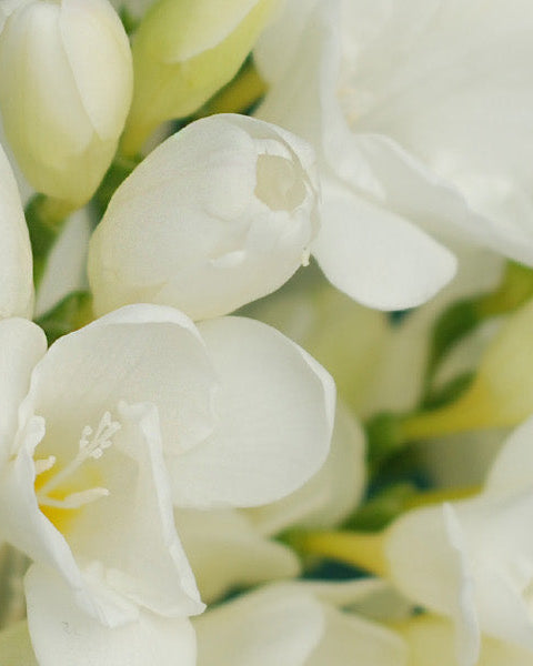 Freesia