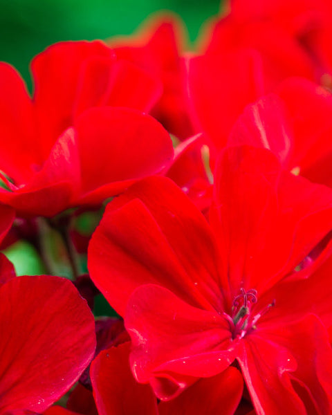 Geranium