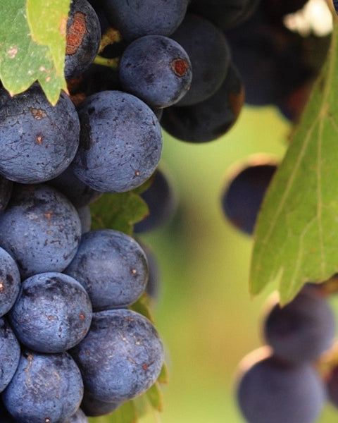 Grapes
