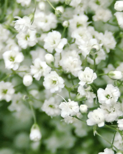 Hedione Perfume Notes | Niche Perfumes | Neverabore.com