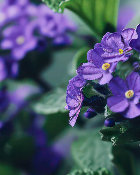Heliotrope