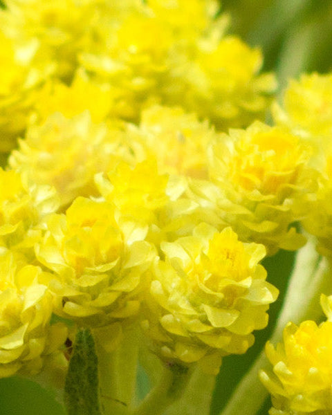 Immortelle