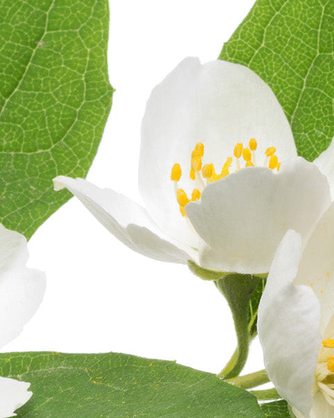 Jasmine Flower
