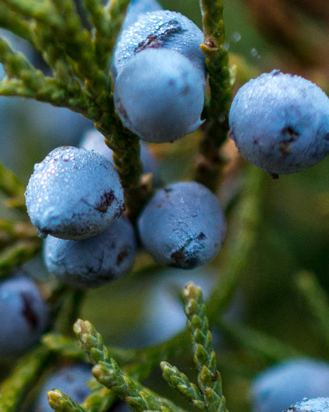 Juniper Berries