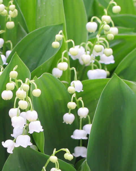 Muguet