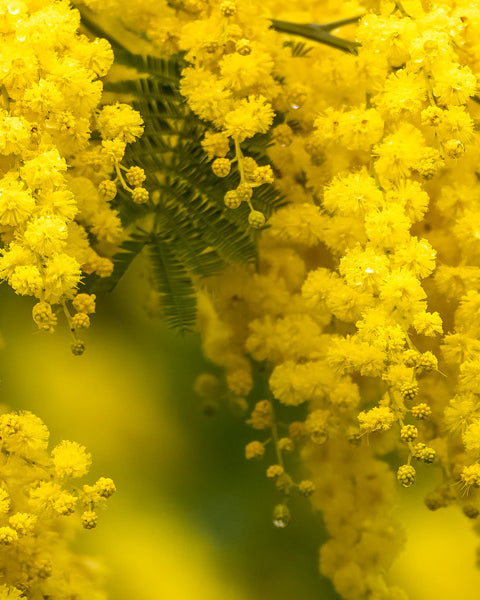 Mimosa