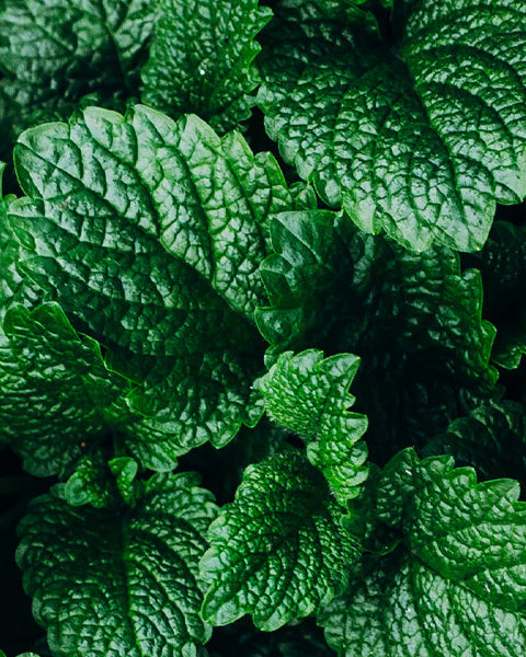 Mint