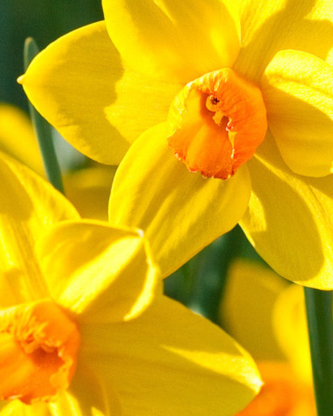 Narcissus