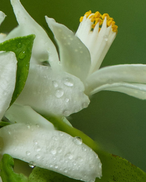 Neroli