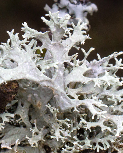 Oakmoss