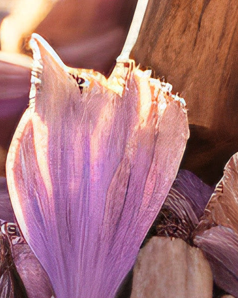 Orris Root