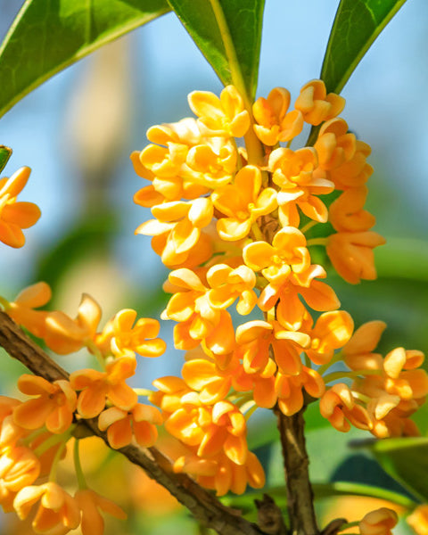 Osmanthus