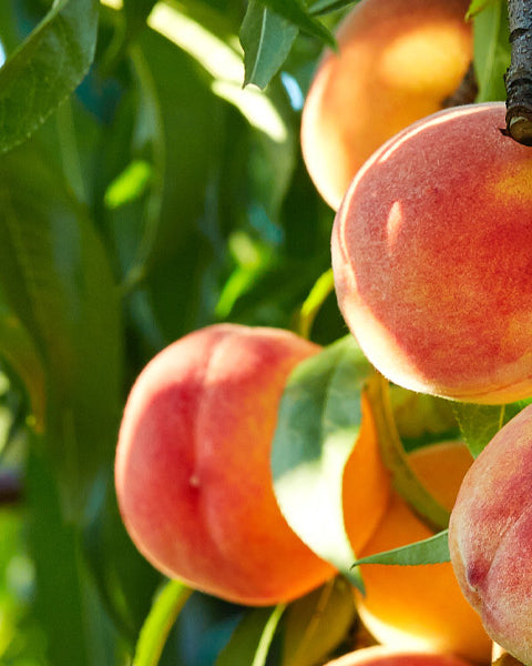 Peach