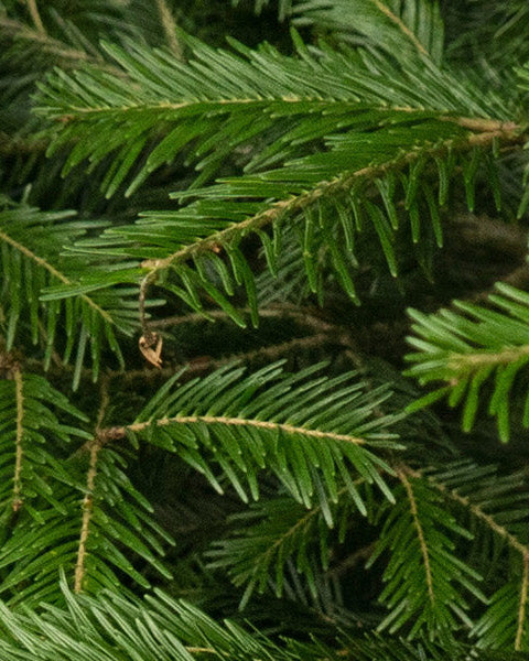 Pine Needles