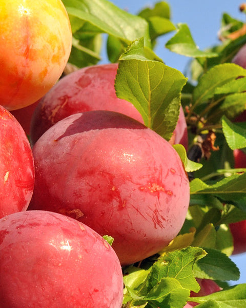 Plum
