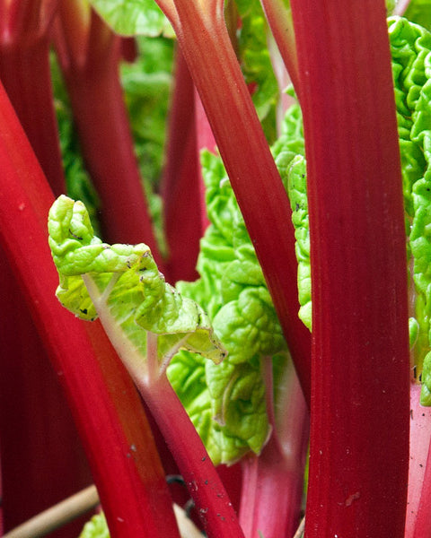 Rhubarb