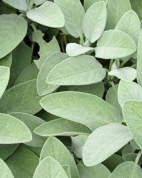 Sage