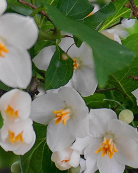 Styrax