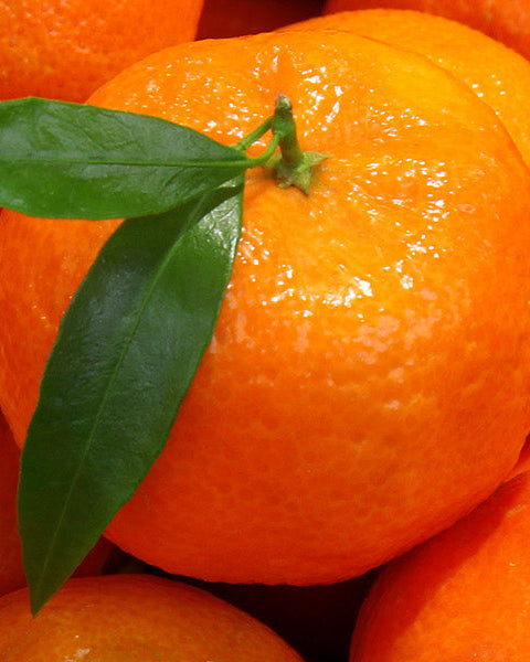 Tangerine