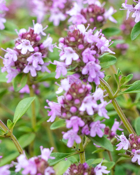 Thyme