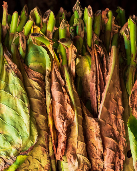 Tobacco