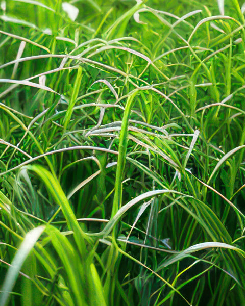 Vetiver
