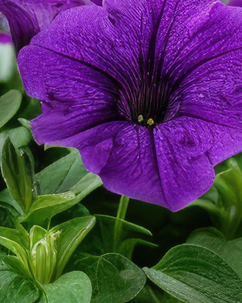 Violet Leaf