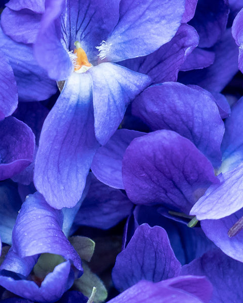 Violet