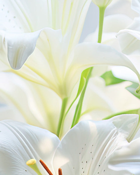 Lily
