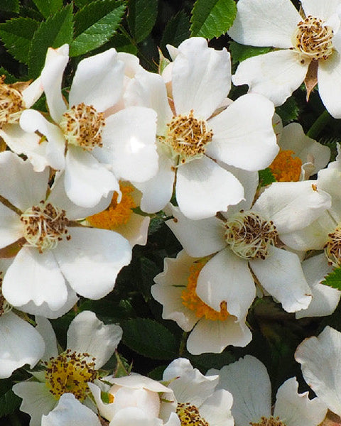 White Musk