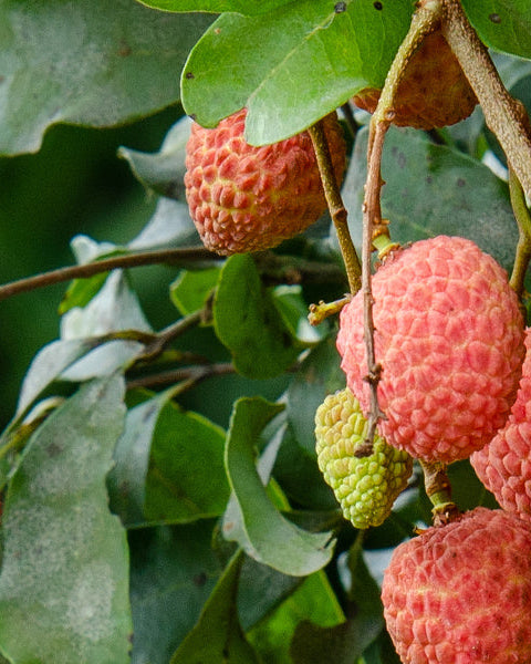 Litchi