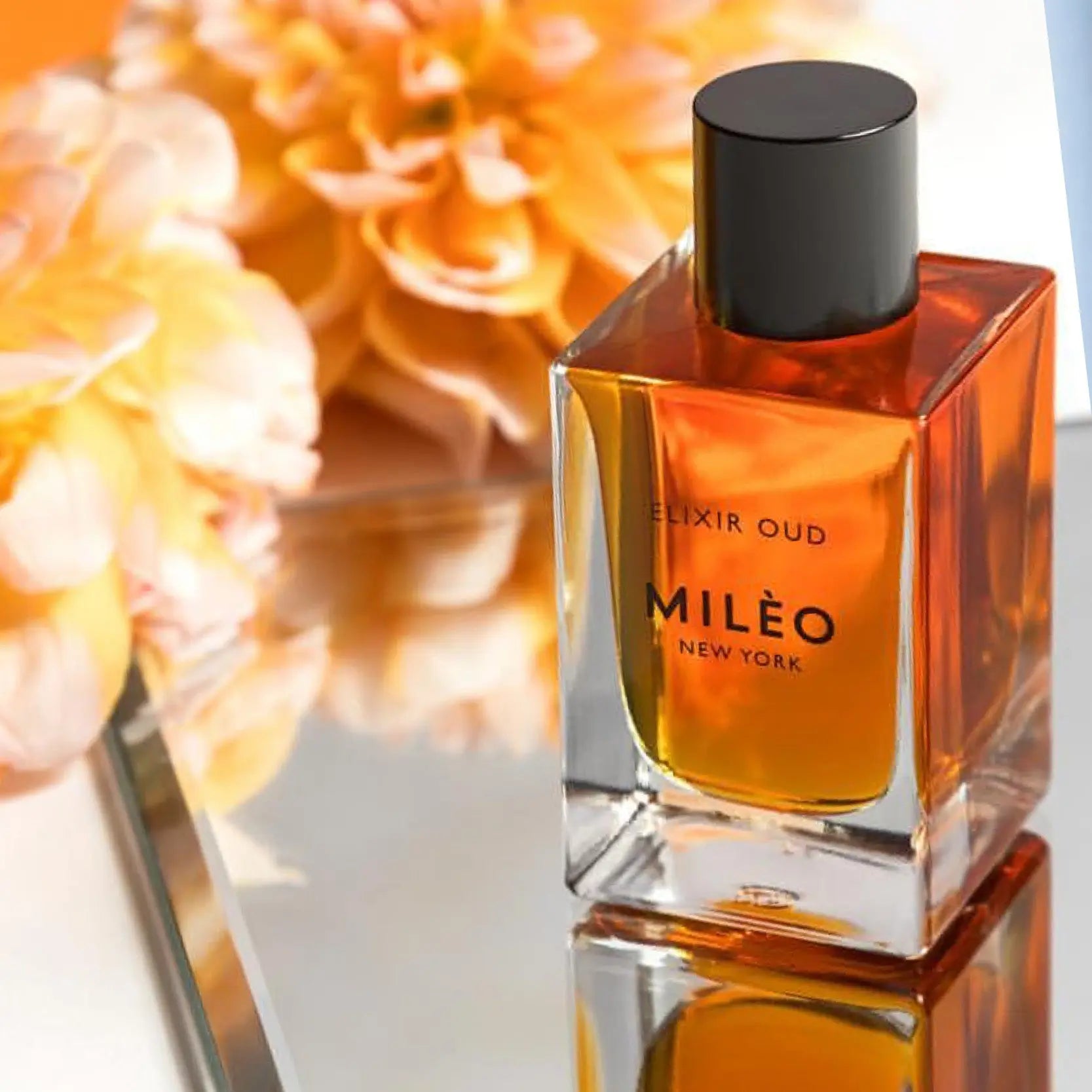 Amber Fort Elixir Oud | Facial Oil - NEVERABORE