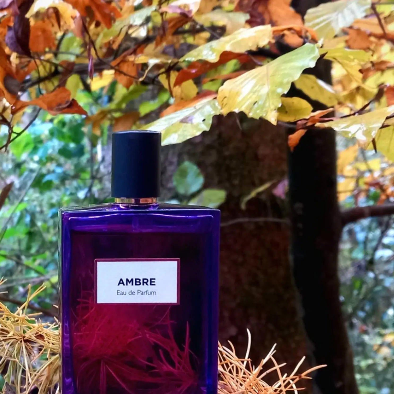 Ambre | Eau de Parfum - NEVERABORE
