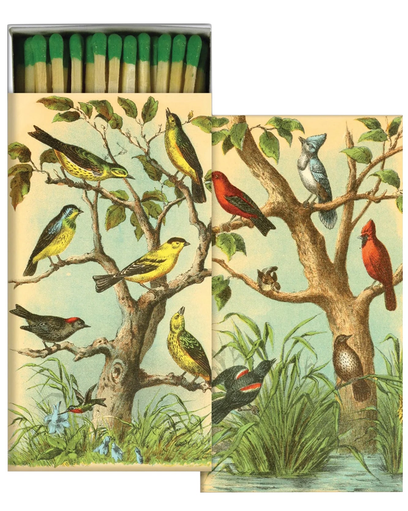 Multicolored Bird Studies | Matches - NEVERABORE