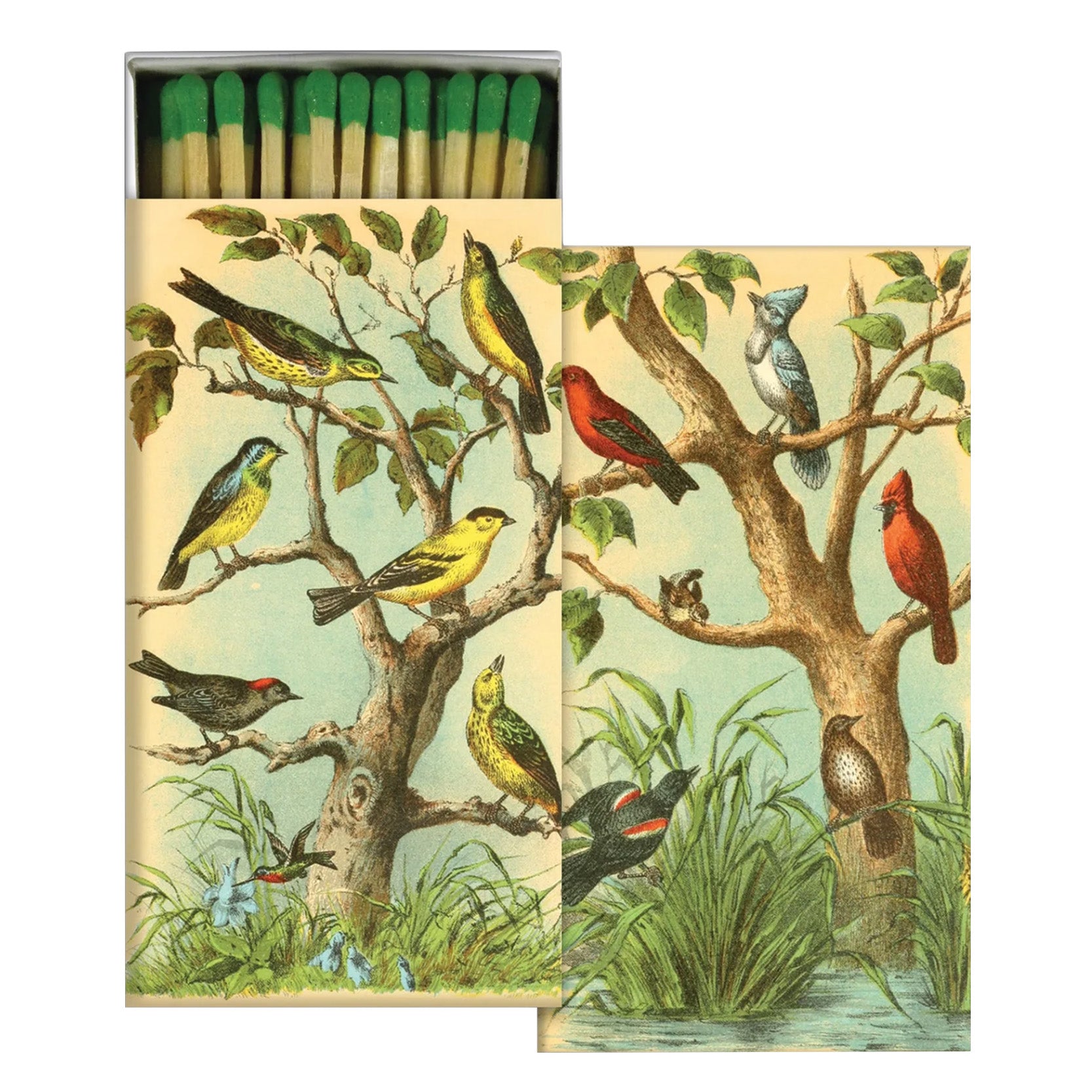 Multicolored Bird Studies | Matches - NEVERABORE